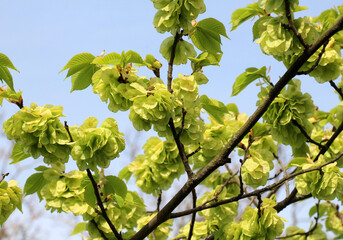 Elm (Ulmus glabra) twig with leaves and flowers