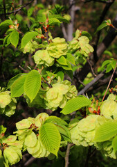 Elm (Ulmus glabra) twig with leaves and flowers