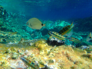 Ornate wrasse (Thalassoma pavo) undersea, thalassoma fish, Close up ornate wrasse fish underwater, Ornate Wrasse Thalassoma pavo in Mediterranean Sea in jijel Algeria North Africa, Mediterranean fish.