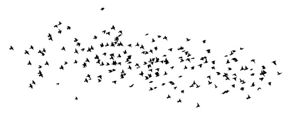 Obraz premium Flying birds silhouette flock. hand drawing. Not AI. Vector illustration.