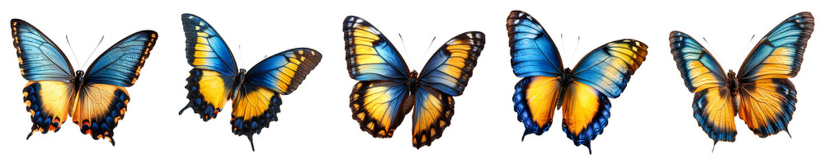 Fototapeta premium Set, Collection of beautiful blue yellow orange butterfly Isolated on Transparent Background&nbsp;PNG.