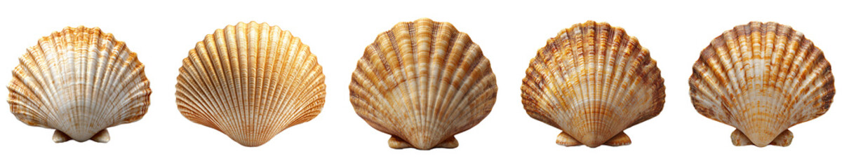 Set, Collection of seashell Isolated on Transparent Background&nbsp;PNG.