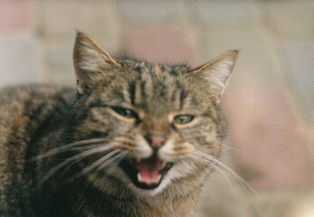 Portrait of a funny beautiful gray fluffy cat with green eyes in the street