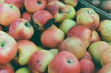 Ripe red and green apples at farmer market. Natural red backdrop, copy space