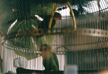 Green and yellow female parakeet looking at the camera sitting on cage