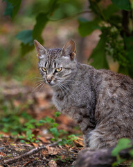 Naklejka premium Gato