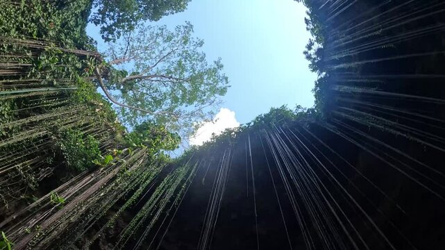 Climbing vines hanging from a cenote in Mexico