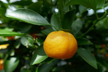Mandarinenbäumchen mit reifenden Früchten
