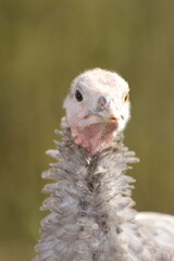 Close up turkey head, textured feathers, black eyes, green background