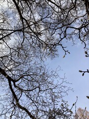 magnolia tree buds in winter