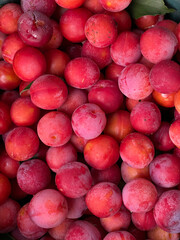 Plum juicy pink red fruits. Harvesting. Garden fruit trees. Healthy food concept. Vertical format. Bright background for agriculture, fairs and markets. From farm to table