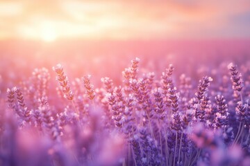 Fototapeta premium Sunset illuminates a field of lavender, creating a dreamy, romantic atmosphere.