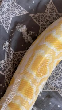 Vertical screen: A person carefully peels off a snake&rsquo;s shedding skin using their fingers. The delicate process reveals the fresh, smooth scales underneath, highlighting the natural cycle of renewal.