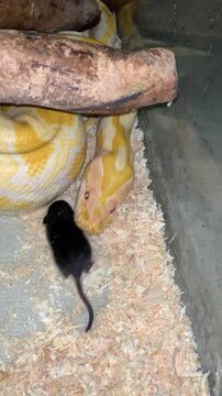 Vertical screen: A yellow tiger python wraps around a black mouse, showcasing its impressive strength as it prepares to consume its prey. The snake's bright yellow scales stand out in the intense mome