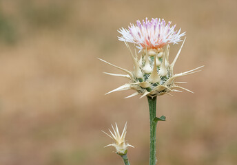 wild plants. prickly plant photos.