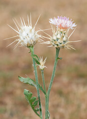 wild plants. prickly plant photos.