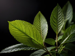 Fototapeta premium Kratom plant in close, black background, study light, high contrast