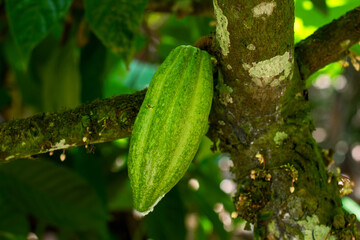 Cacao fruits and Plant - Theobroma Cacao.