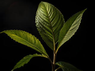 Kratom plant in close, black background, study light, high contrast