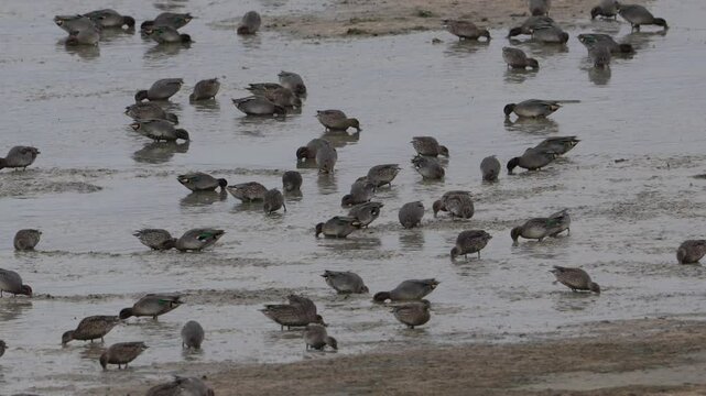 plan rapproch&eacute; d'un groupe de sarcelle d'hiver (anas crecca) se nourrissant dans la vase