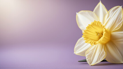 Obraz premium a yellow daffodil on a purple background