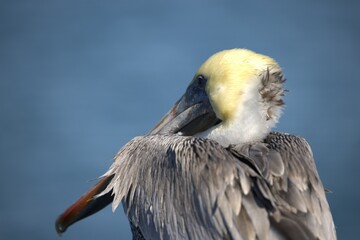 close up of an pelican