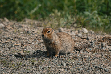 Alaska countryside with mountains and wildlife