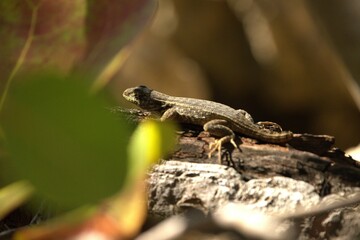 close up of a lizard