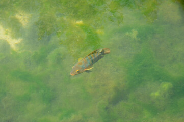 Mayan Cichlid.Mayaheros urophthalmus fish underwater from above with green algae on bottom