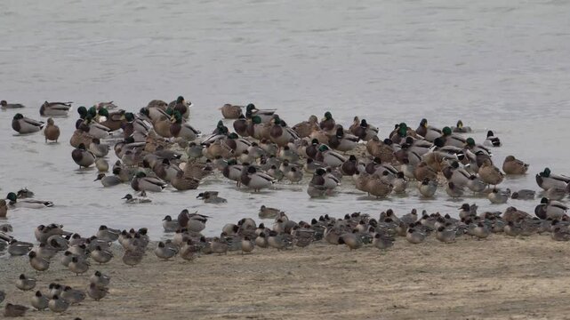 groupe de canard colvert (Anas platyrhynchos) et de sarcelle d'hiver (anas crecca) au repos