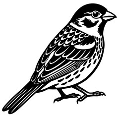 Sparrow Vector Illustration - Cartoon, Clipart, and Line Art Design on White Background