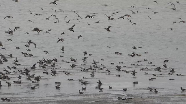 envol de sarcelle d'hiver (anas crecca)