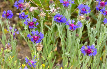 Photos of blue flowers growing in natural areas.