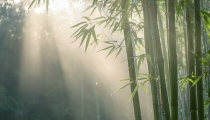 Obraz premium 아침 안개에 둘러싸인 대나무 숲