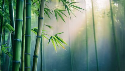 아침 안개에 둘러싸인 대나무 숲