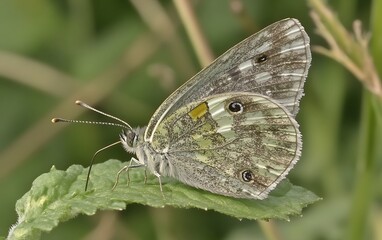 Fototapeta premium Detailed Closeup of a Greenish Gray Butterfly on Leaf