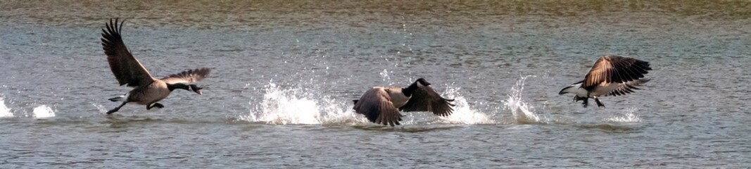 A flock of Canada Goose chasing over the calm lake.