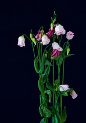 a bouquet of eustoma flowers has wilted over time
