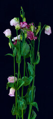 a bouquet of eustoma flowers has wilted over time
