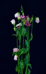 a bouquet of eustoma flowers has wilted over time