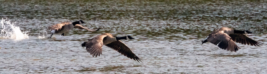A flock of Canada Goose chasing over the calm lake.