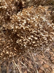 hydrangea in winter