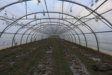 Fototapeta premium SERRE AGRICOLE