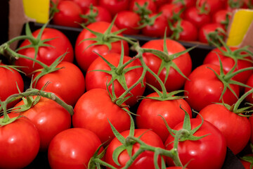Red tomatoes on a green branch.
