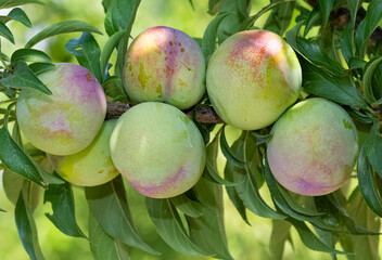 plum tree and ripe natural plum photos