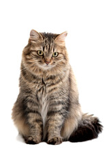 Tabby cat isolated on white background.