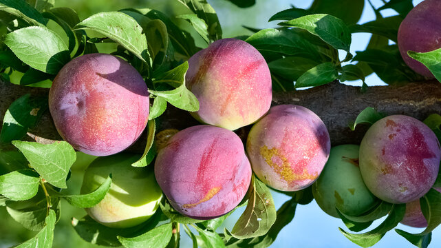 plum tree and ripe natural plum photos