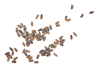 Milk Thistle seeds isolated on a white background, top view. Silybum marianum.