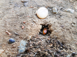 Cockroach emerging from burrow in sandy soil