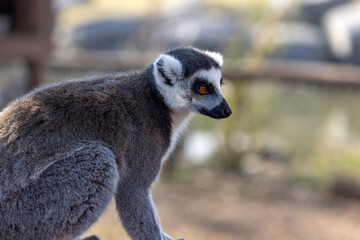 Ring-tailed lemur with amber eyes gazes intently in natural habitat